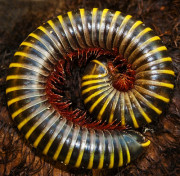 yellow-banded millipede