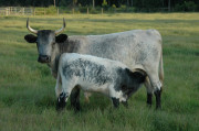 cracker cattle