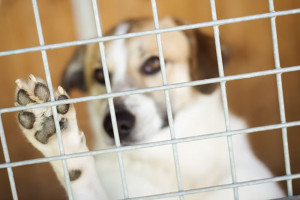 Legislature to consider ending puppy mills for good